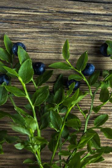 La Bouitte - Myrtilles