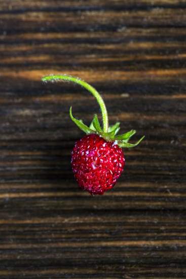 La Bouitte - Fraise des bois