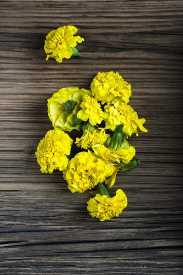 La Bouitte - Fleurs de chrysanthème