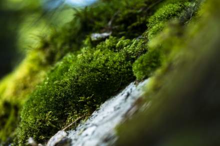La Bouitte - Mousse des bois<br />
 