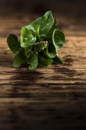 La Bouitte - Chénopode bon Henri