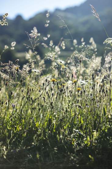 La Bouitte - Prairie matinale