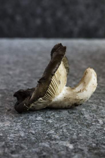 La Bouitte - Pleurotte