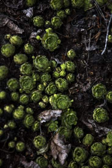 La Bouitte - Joubarbe