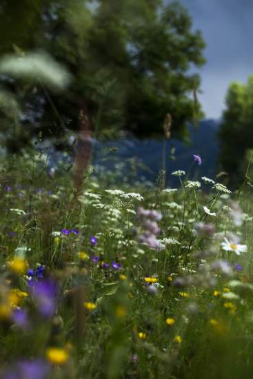 La Bouitte - Prairie en journée