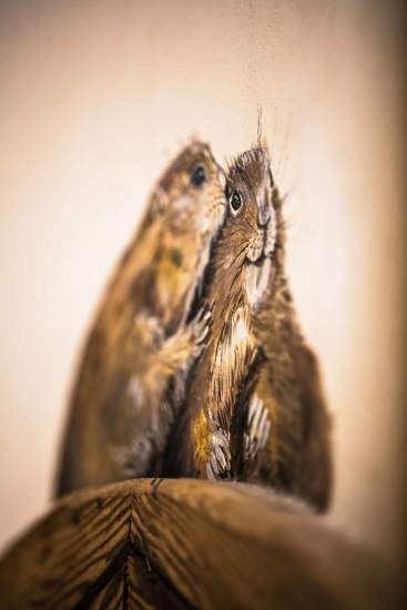 La Bouitte Spa Soin Marmotte