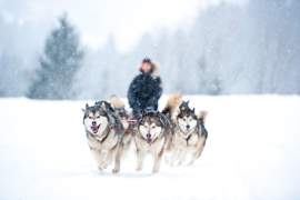 La Bouitte Activité hiver Balades chiens de traineau
